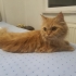 çok oyuncu havalı insan dostu fotoğraf