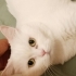 British Shorthair🤍 Sevgi dolu bir yuva arıyor fotoğraf
