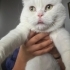 British Shorthair🤍 Sevgi dolu bir yuva arıyor fotoğraf