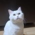 British Shorthair🤍 Sevgi dolu bir yuva arıyor fotoğraf