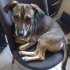 Micho ömürlük yuvasını arıyor fotoğraf