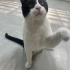 Eskişehir engelli patilere öncelik fotoğraf