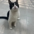 Eskişehir engelli patilere öncelik fotoğraf