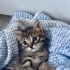 Annesiz bir bebeğe şans verir misiniz? fotoğraf