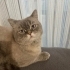British shorthair 3 yaş civarı uysal maviş fotoğraf