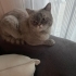 British shorthair 3 yaş civarı uysal maviş fotoğraf