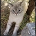 PAŞA YUVA ARIYOR ÜCRETSİZ fotoğraf