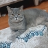 Kısır yeni yuvasını arıyor fotoğraf