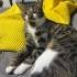 🐾 ÖZEL BİR CANA YUVA OLMAK İSTER MİSİNİZ? 🤍 fotoğraf