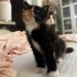 Calico Prenses Yuvasını Bekliyor fotoğraf