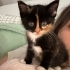 Calico Prenses Yuvasını Bekliyor fotoğraf