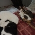 İki bakımlı sağlıklı kız kardeş tekir ve calico fotoğraf