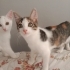 İki bakımlı sağlıklı kız kardeş tekir ve calico fotoğraf