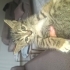 Bebek kedi miniş fotoğraf