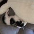 Çok oyuncu akıllı smokin kedi. Tüm eşyaları ile teslim edilecek fotoğraf