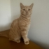 CİNS VAN KEDİLERİ YAVRU VE YETİŞKİN fotoğraf