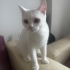 CİNS VAN KEDİLERİ YAVRU VE YETİŞKİN fotoğraf