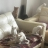 CİNS VAN KEDİLERİ YAVRU VE YETİŞKİN fotoğraf