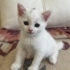 CİNS VAN KEDİLERİ YAVRU VE YETİŞKİN fotoğraf
