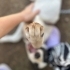 Çok cana yakın, oyuncu ve insan canlısı bir melek fotoğraf