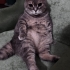 Uslu tatlı sevimli yumy fotoğraf