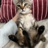 ACİL SAHİPLENDİRME fotoğraf
