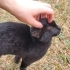 küçük kara kedi ömürlük yuvasını arıyor fotoğraf
