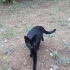 küçük kara kedi ömürlük yuvasını arıyor fotoğraf