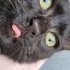 küçük kara kedi ömürlük yuvasını arıyor fotoğraf