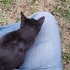 küçük kara kedi ömürlük yuvasını arıyor fotoğraf