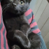 küçük kara kedi ömürlük yuvasını arıyor fotoğraf