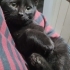 küçük kara kedi ömürlük yuvasını arıyor fotoğraf