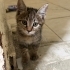 Çok Acil Yuva Aranıyor fotoğraf