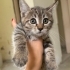 Çok Acil Yuva Aranıyor fotoğraf