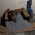 Çok Acil Yuva Aranıyor fotoğraf