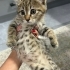Çok Acil Yuva Aranıyor fotoğraf
