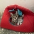 Çok Acil Yuva Aranıyor fotoğraf
