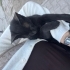 Kucak Delisi Minik Siyah Kedicik fotoğraf