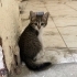 Çok Acil Yuva Aranıyor ! fotoğraf