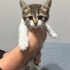 Çok Acil Yuva Aranıyor ! fotoğraf