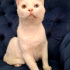 VAN KEDİSİ KISIR, KARMA AŞILI OĞLUM SUŞİ YUVA ARIYOR fotoğraf