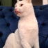 VAN KEDİSİ KISIR, KARMA AŞILI OĞLUM SUŞİ YUVA ARIYOR fotoğraf