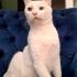 VAN KEDİSİ KISIR, KARMA AŞILI OĞLUM SUŞİ YUVA ARIYOR fotoğraf
