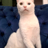 VAN KEDİSİ KISIR, KARMA AŞILI OĞLUM SUŞİ YUVA ARIYOR fotoğraf