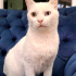 VAN KEDİSİ KISIR, KARMA AŞILI OĞLUM SUŞİ YUVA ARIYOR fotoğraf