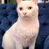 VAN KEDİSİ KISIR, KARMA AŞILI OĞLUM SUŞİ YUVA ARIYOR fotoğraf