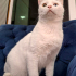 VAN KEDİSİ KISIR, KARMA AŞILI OĞLUM SUŞİ YUVA ARIYOR fotoğraf