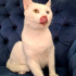 VAN KEDİSİ KISIR, KARMA AŞILI OĞLUM SUŞİ YUVA ARIYOR fotoğraf