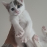 1.5 AYLIK DİŞİ VE ERKEK CANPARELER fotoğraf