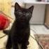 SİYAH KEDİ SEVER MİSİNİZ ANNEM CİNS fotoğraf